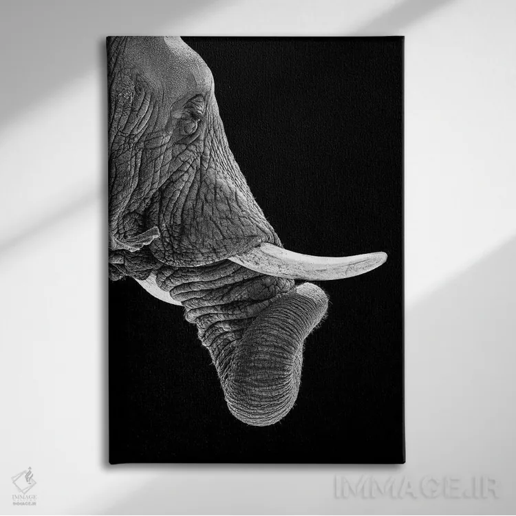 تابلو دکوراتیو فیل آفریقایی با خرطوم پیچیده در عکس سیاه و سفید اثر سوزان ریچی - نمای روبهرو روی دیوار