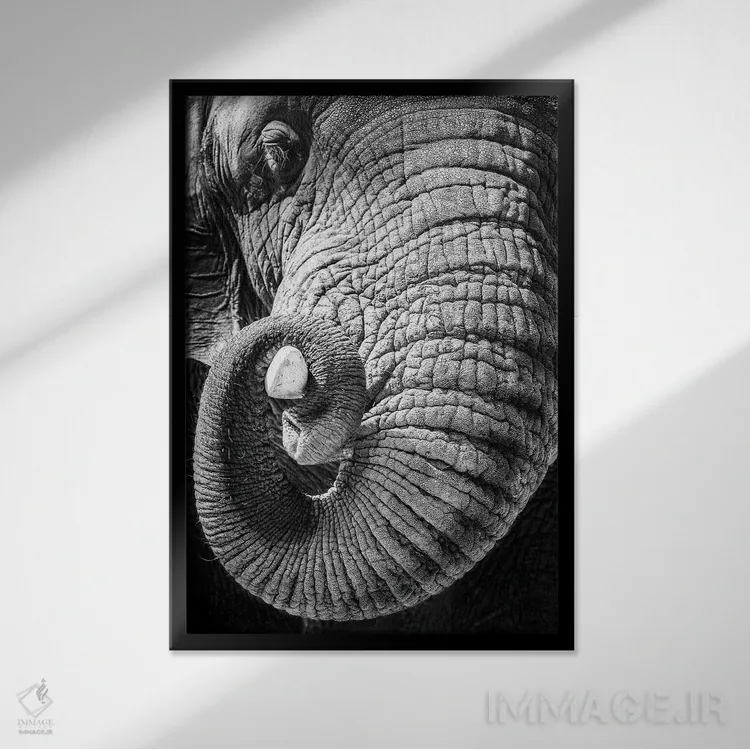 تابلو دکوراتیو فیل در حال پیچاندن خرطوم دور عاجش اثر سوزان ریچی - نمای قابدار مشکی