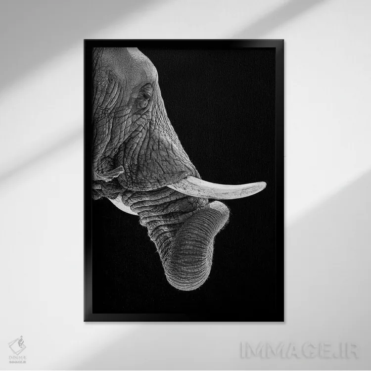 تابلو دکوراتیو فیل آفریقایی با خرطوم پیچیده در عکس سیاه و سفید اثر سوزان ریچی - نمای قابدار مشکی