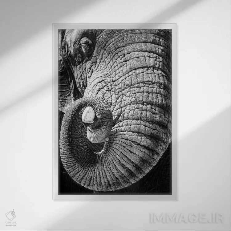تابلو دکوراتیو فیل در حال پیچاندن خرطوم دور عاجش اثر سوزان ریچی - نمای قابدار سفید