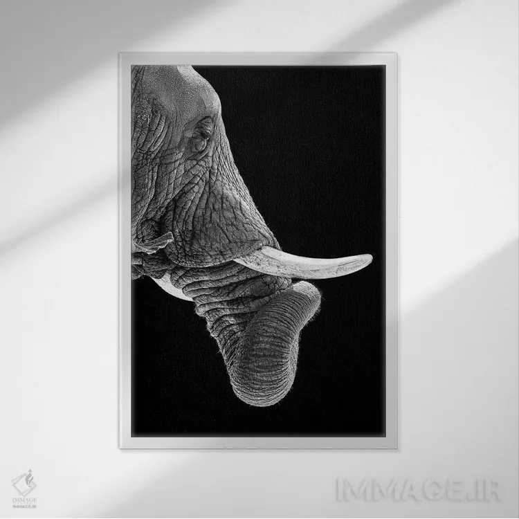 تابلو دکوراتیو فیل آفریقایی با خرطوم پیچیده در عکس سیاه و سفید اثر سوزان ریچی - نمای قابدار سفید
