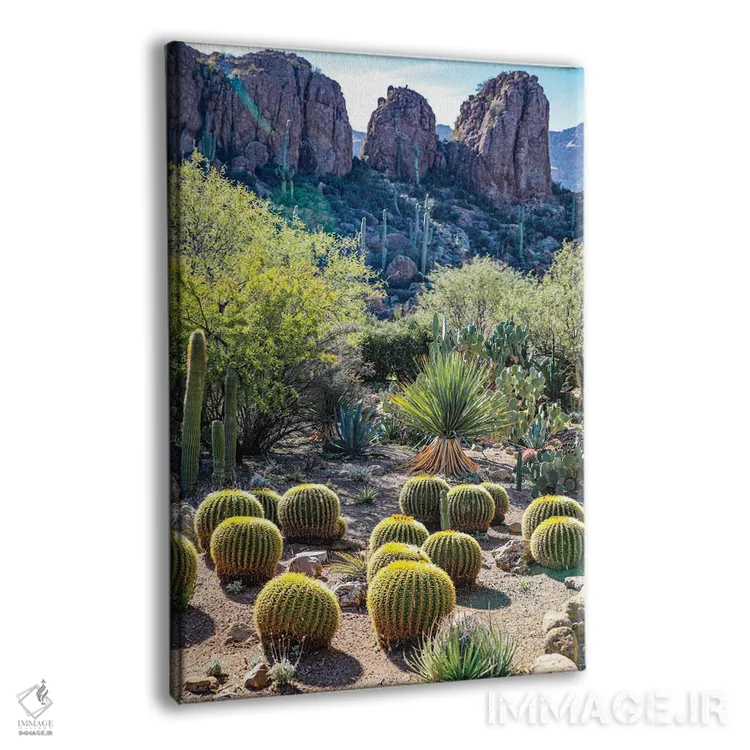 تابلو دکوراتیو USA Saguaro Cactus,آریزونا، آمریکا. کاکتوس ساگوارو اثر جولی سیندا - نمای پرسپکتیو محصول