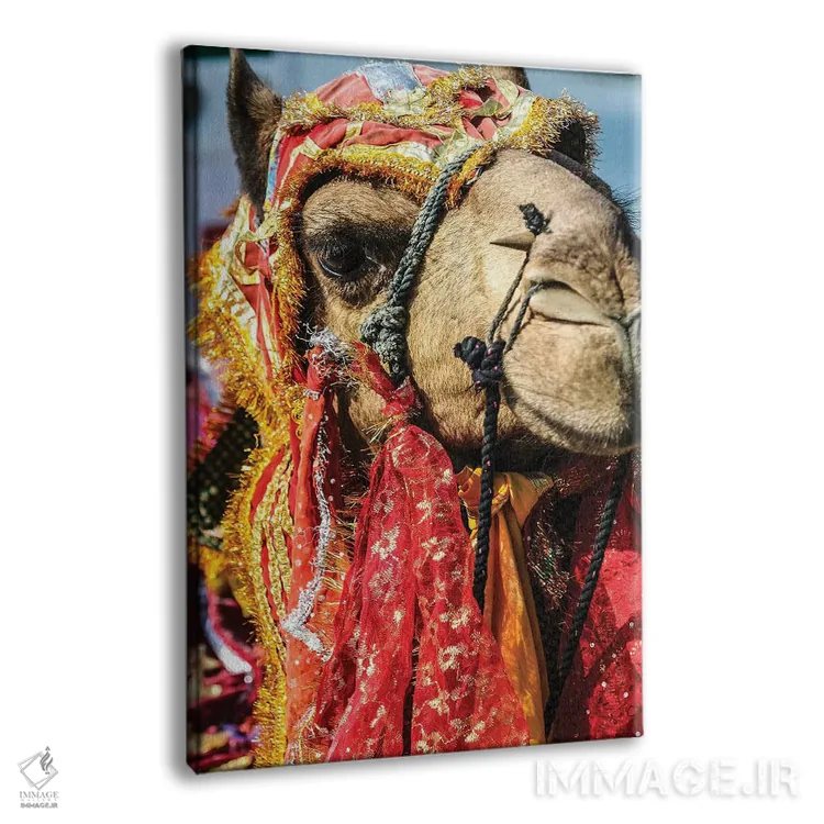 تابلو دکوراتیو Rajasthan, India. India decorated Camel, Diwali Festival of… اثر جولی سیندا - نمای پرسپکتیو محصول