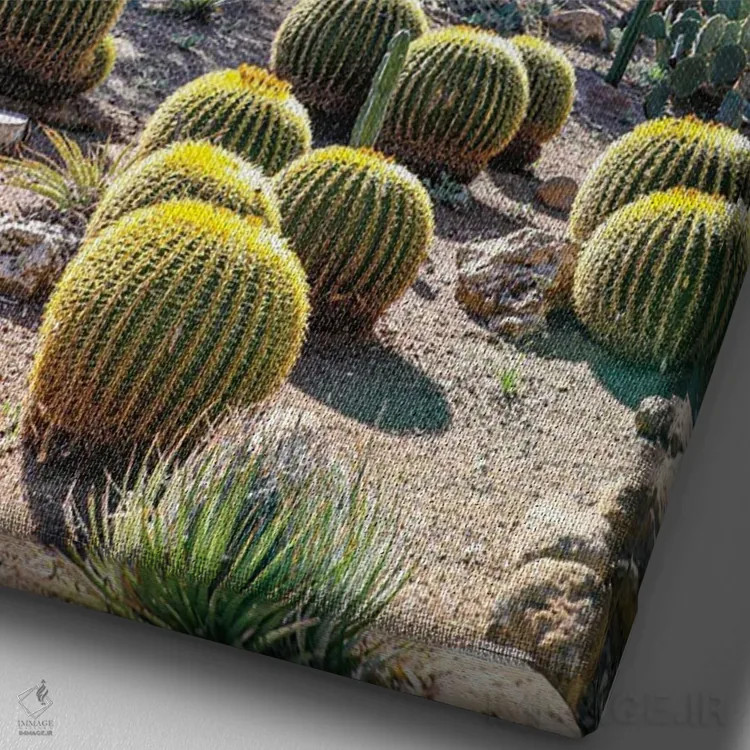 تابلو دکوراتیو USA Saguaro Cactus,آریزونا، آمریکا. کاکتوس ساگوارو اثر جولی سیندا - نمای نزدیک بافت بوم