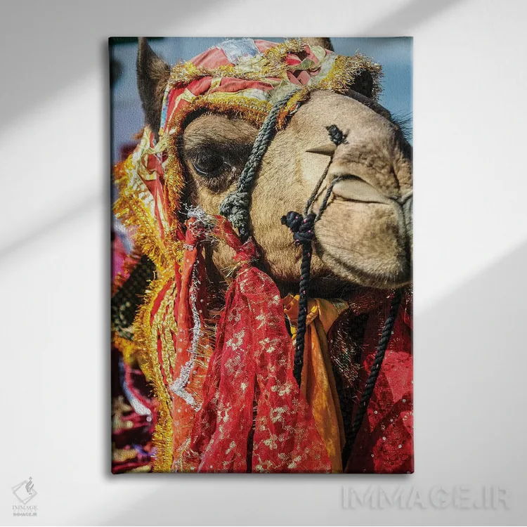 تابلو دکوراتیو Rajasthan, India. India decorated Camel, Diwali Festival of… اثر جولی سیندا - نمای روبهرو روی دیوار