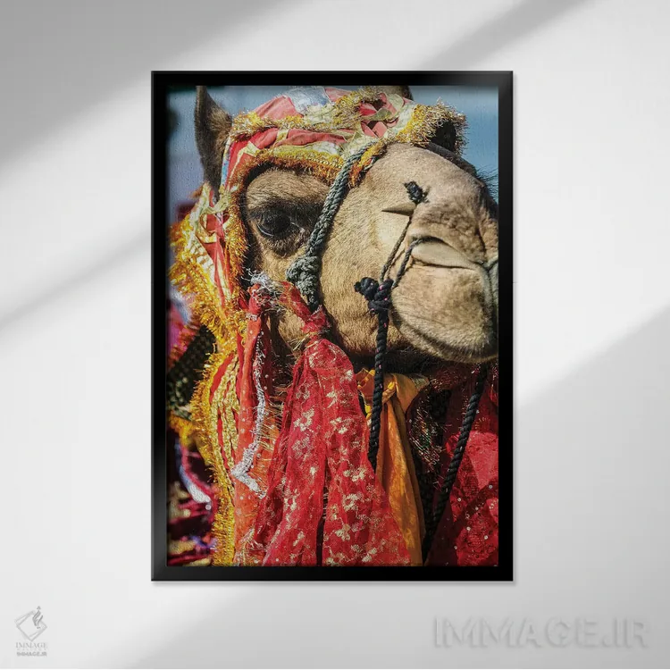 تابلو دکوراتیو Rajasthan, India. India decorated Camel, Diwali Festival of… اثر جولی سیندا - نمای قابدار مشکی