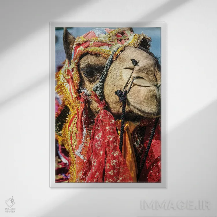 تابلو دکوراتیو Rajasthan, India. India decorated Camel, Diwali Festival of… اثر جولی سیندا - نمای قابدار سفید