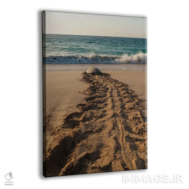 تابلو دکوراتیو Chelonia Mydas, Returning To The Sea After Laying Her Eg… اثر سرجیو پیتامیتز - نمای پرسپکتیو محصول