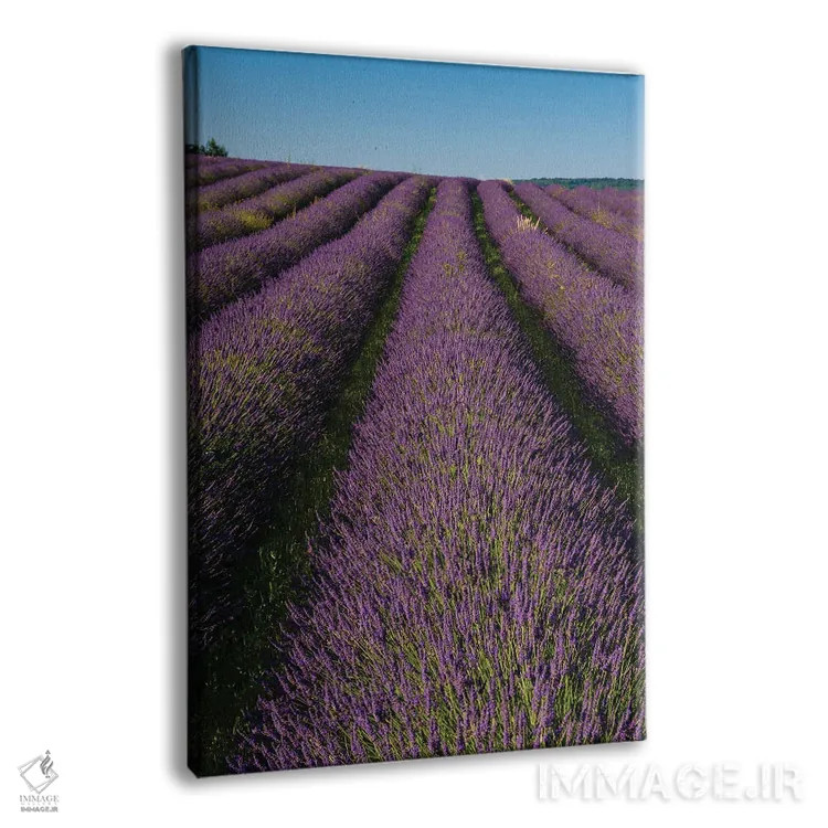 تابلو دکوراتیو In Bloom. Sault, Provence, France.,مزرعه ای از اسطوخودوس… اثر سرجیو پیتامیتز - نمای پرسپکتیو محصول