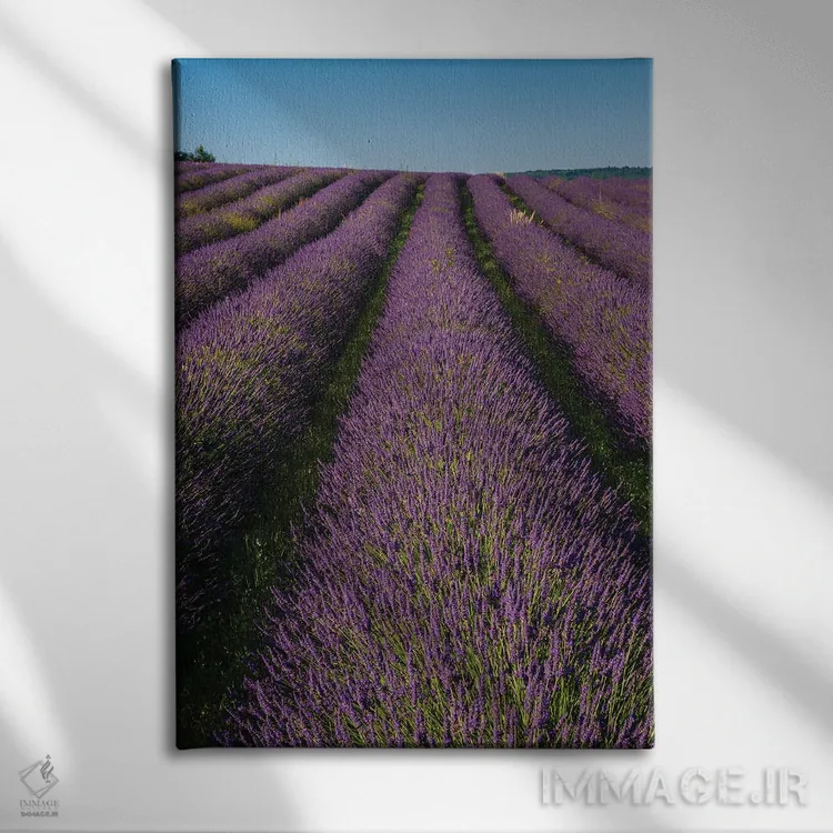 تابلو دکوراتیو In Bloom. Sault, Provence, France.,مزرعه ای از اسطوخودوس… اثر سرجیو پیتامیتز - نمای روبهرو روی دیوار