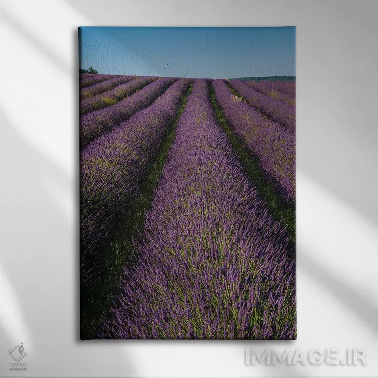 تابلو دکوراتیو In Bloom. Sault, Provence, France.,مزرعه ای از اسطوخودوس… اثر سرجیو پیتامیتز - نمای روبهرو روی دیوار