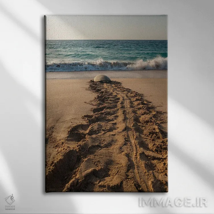 تابلو دکوراتیو Chelonia Mydas, Returning To The Sea After Laying Her Eg… اثر سرجیو پیتامیتز - نمای روبهرو روی دیوار