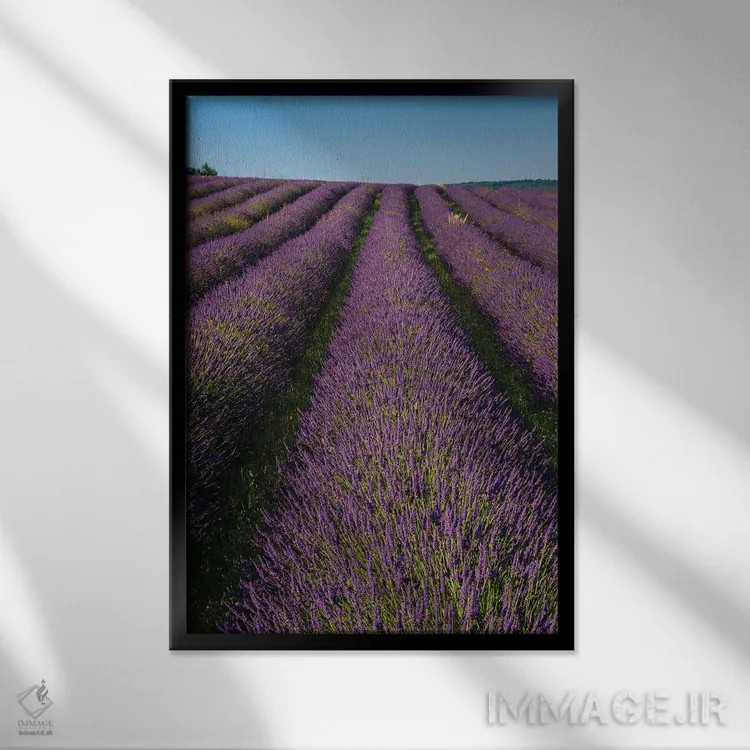 تابلو دکوراتیو In Bloom. Sault, Provence, France.,مزرعه ای از اسطوخودوس… اثر سرجیو پیتامیتز - نمای قابدار مشکی