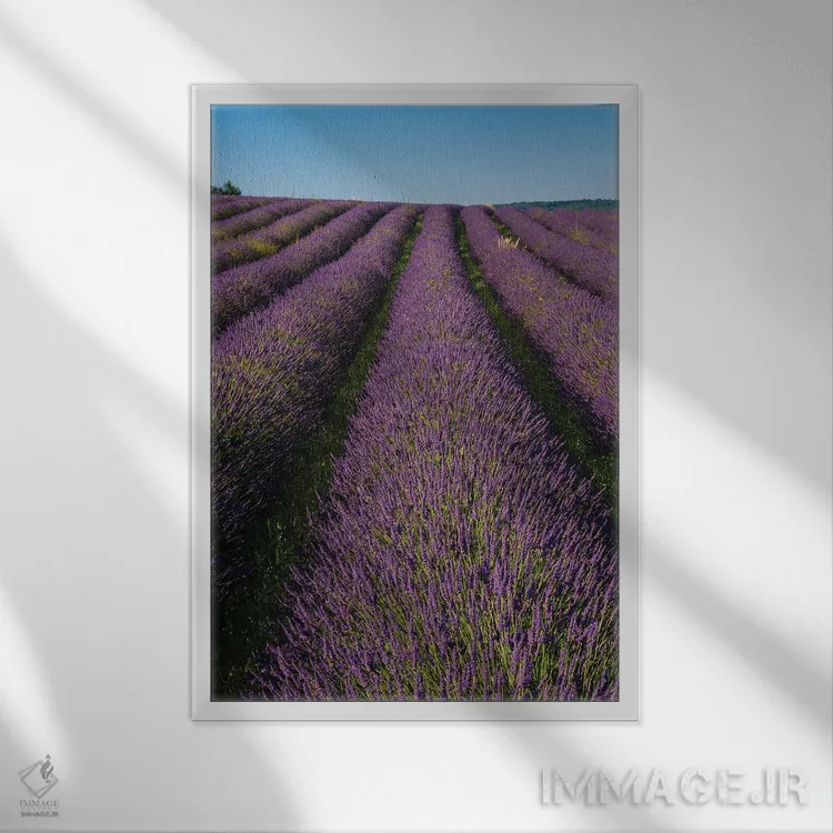 تابلو دکوراتیو In Bloom. Sault, Provence, France.,مزرعه ای از اسطوخودوس… اثر سرجیو پیتامیتز - نمای قابدار سفید