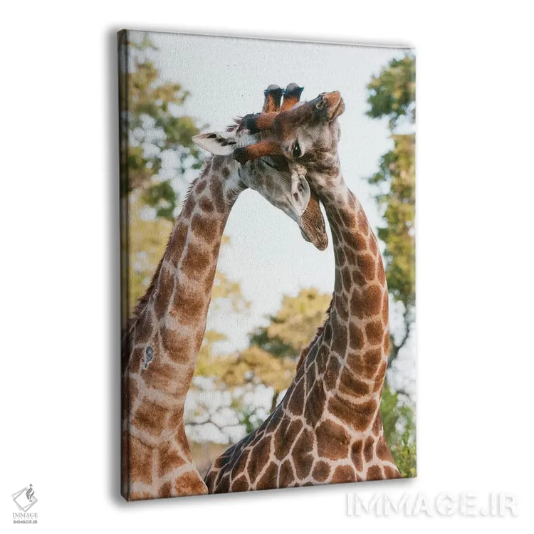 تابلو دکوراتیو Giraffa Camelopardalis, Sparring. Mala Mala Game Reserve… اثر سرجیو پیتامیتز - نمای پرسپکتیو محصول