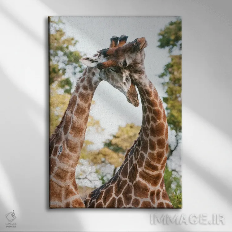 تابلو دکوراتیو Giraffa Camelopardalis, Sparring. Mala Mala Game Reserve… اثر سرجیو پیتامیتز - نمای روبهرو روی دیوار