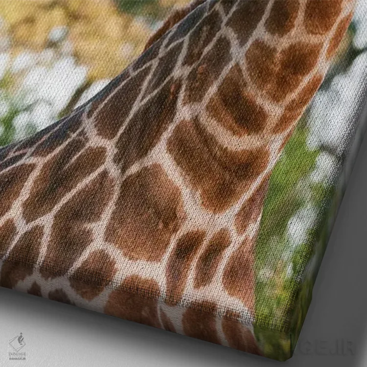 تابلو دکوراتیو Giraffa Camelopardalis, Sparring. Mala Mala Game Reserve… اثر سرجیو پیتامیتز - نمای نزدیک بافت بوم