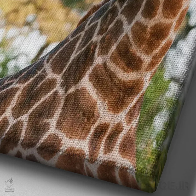 تابلو دکوراتیو Giraffa Camelopardalis, Sparring. Mala Mala Game Reserve… اثر سرجیو پیتامیتز - نمای نزدیک بافت بوم