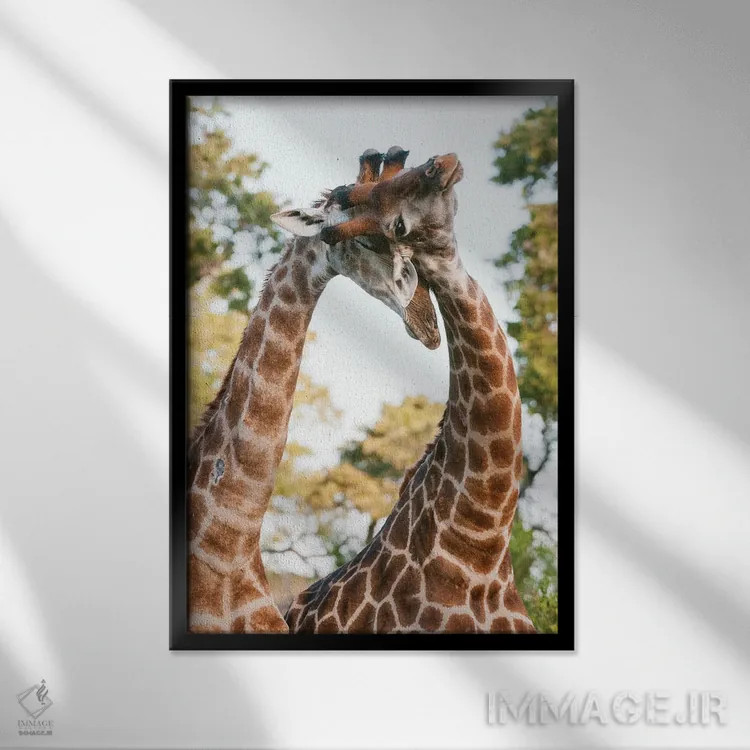تابلو دکوراتیو Giraffa Camelopardalis, Sparring. Mala Mala Game Reserve… اثر سرجیو پیتامیتز - نمای قابدار مشکی