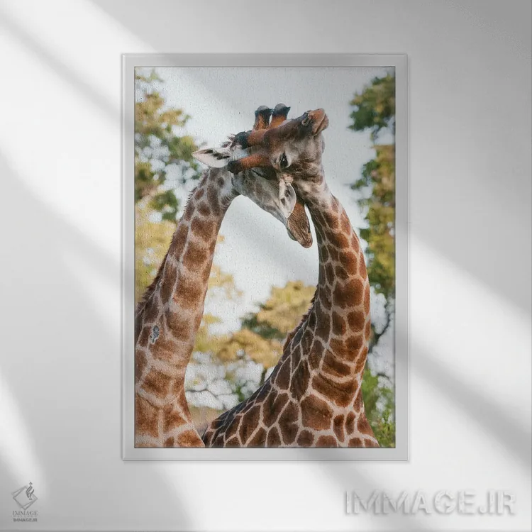 تابلو دکوراتیو Giraffa Camelopardalis, Sparring. Mala Mala Game Reserve… اثر سرجیو پیتامیتز - نمای قابدار سفید
