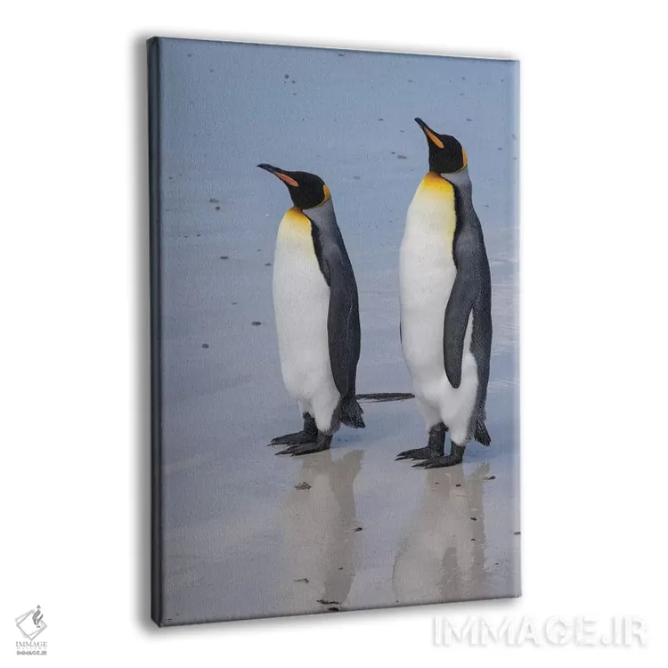 تابلو دکوراتیو Aptenodytes patagonica, on a white sandy beach.,پرتره دو… اثر سرجیو پیتامیتز - نمای پرسپکتیو محصول