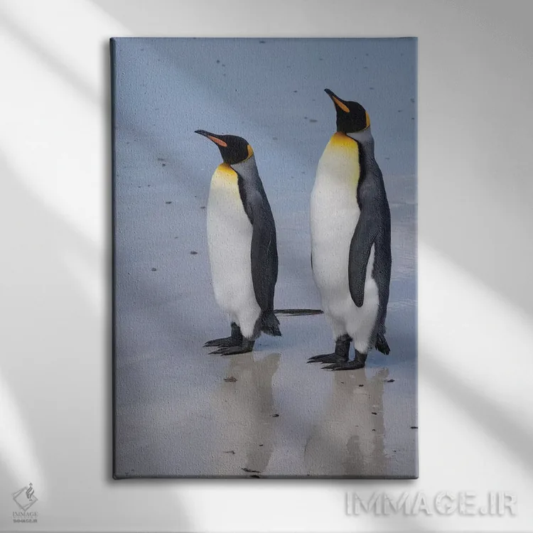 تابلو دکوراتیو Aptenodytes patagonica, on a white sandy beach.,پرتره دو… اثر سرجیو پیتامیتز - نمای روبهرو روی دیوار
