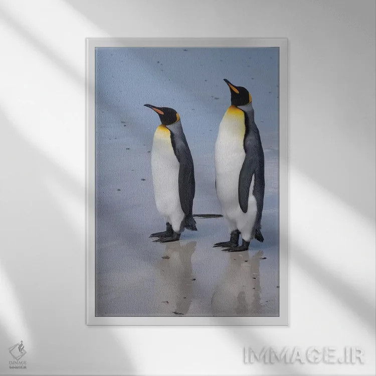 تابلو دکوراتیو Aptenodytes patagonica, on a white sandy beach.,پرتره دو… اثر سرجیو پیتامیتز - نمای قابدار سفید