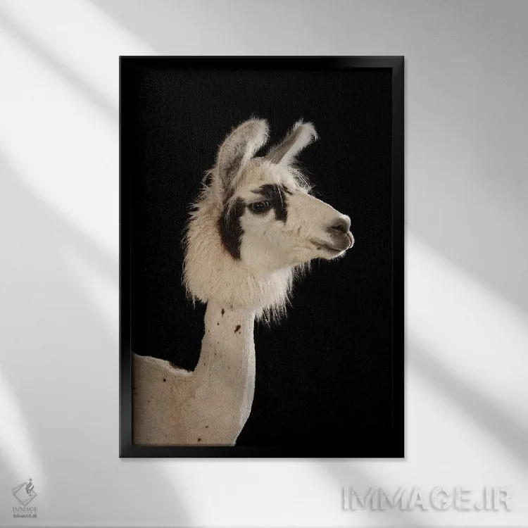 تابلو دکوراتیو یک لاما پس از کوتاه کردن پشم تابستانه در باغ وحش کودکان لین… اثر جوئل سارتور - نمای قابدار مشکی