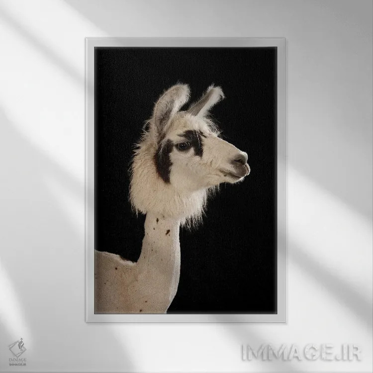 تابلو دکوراتیو یک لاما پس از کوتاه کردن پشم تابستانه در باغ وحش کودکان لین… اثر جوئل سارتور - نمای قابدار سفید