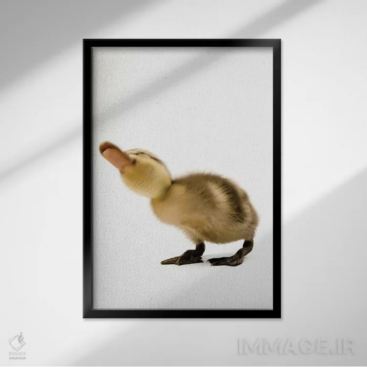 تابلو دکوراتیو جوجه اردک گردن سبز III اثر جوئل سارتور - نمای قابدار مشکی
