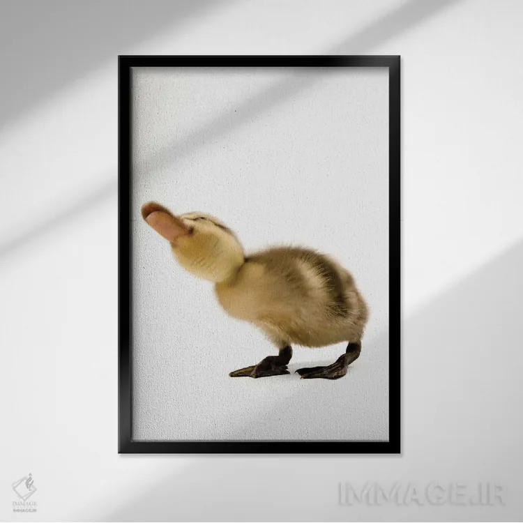 تابلو دکوراتیو جوجه اردک گردن سبز III اثر جوئل سارتور - نمای قابدار مشکی