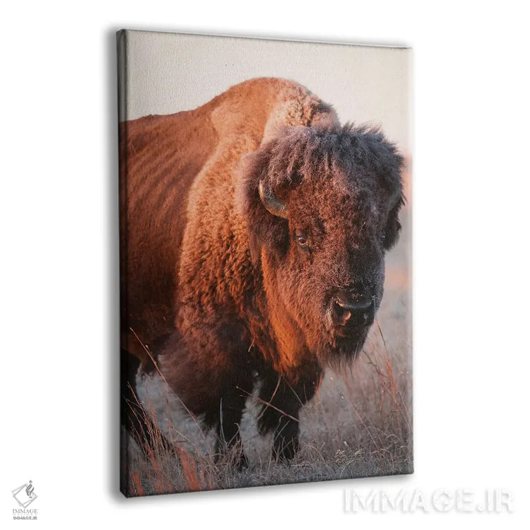 تابلو دکوراتیو Nebraska I,تصویر گاومیش آمریکایی در مزرعه ای نزدیک ولنتاین… اثر جوئل سارتور - نمای پرسپکتیو محصول