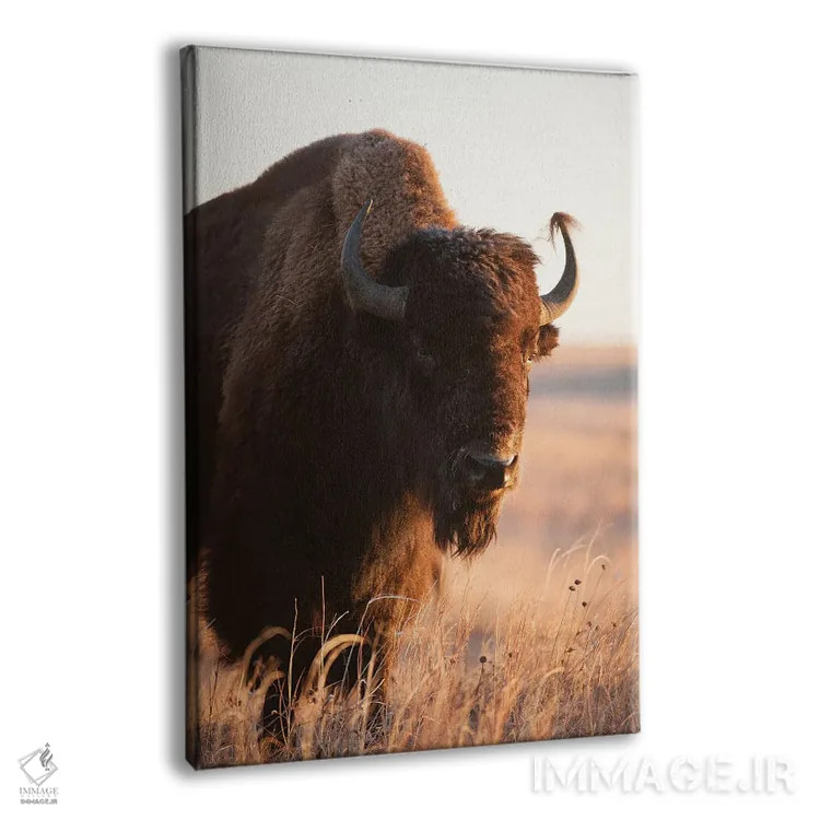 تابلو دکوراتیو Nebraska II,تصویر گاومیش آمریکایی در مزرعه ای نزدیک ولنتاین… اثر جوئل سارتور - نمای پرسپکتیو محصول