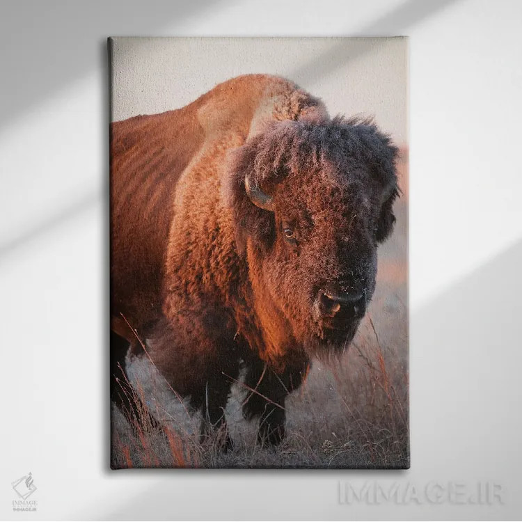 تابلو دکوراتیو Nebraska I,تصویر گاومیش آمریکایی در مزرعه ای نزدیک ولنتاین… اثر جوئل سارتور - نمای روبهرو روی دیوار