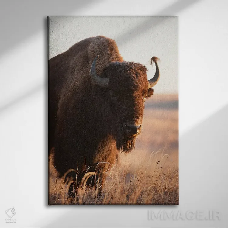 تابلو دکوراتیو Nebraska II,تصویر گاومیش آمریکایی در مزرعه ای نزدیک ولنتاین… اثر جوئل سارتور - نمای روبهرو روی دیوار