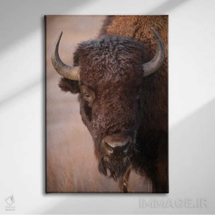 تابلو دکوراتیو Nebraska,گاومیش آمریکایی در مزرعه ای نزدیک ولنتاین، نبراسکا اثر جوئل سارتور - نمای روبهرو روی دیوار