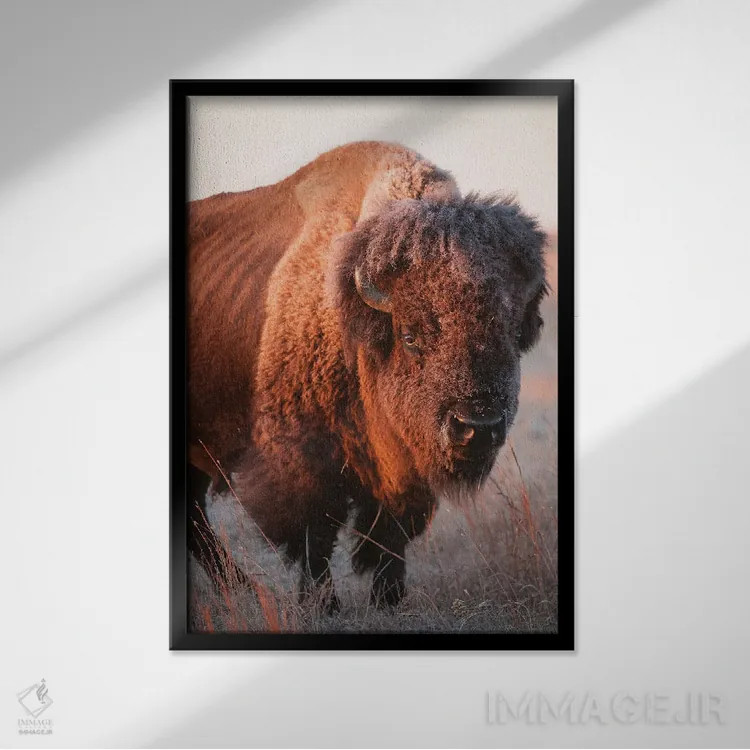 تابلو دکوراتیو Nebraska I,تصویر گاومیش آمریکایی در مزرعه ای نزدیک ولنتاین… اثر جوئل سارتور - نمای قابدار مشکی