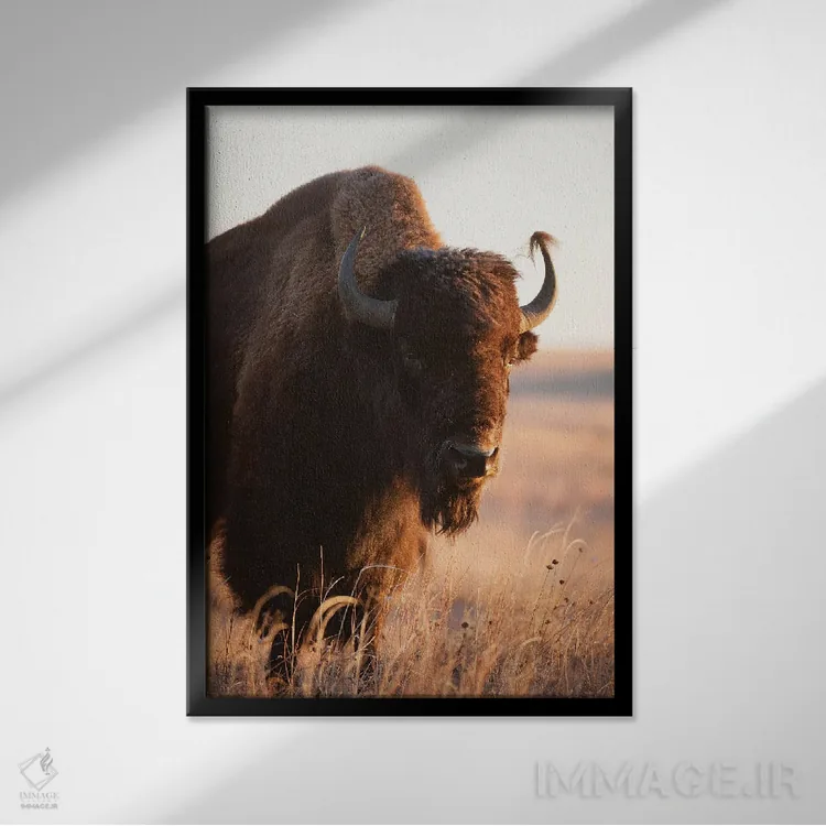 تابلو دکوراتیو Nebraska II,تصویر گاومیش آمریکایی در مزرعه ای نزدیک ولنتاین… اثر جوئل سارتور - نمای قابدار مشکی
