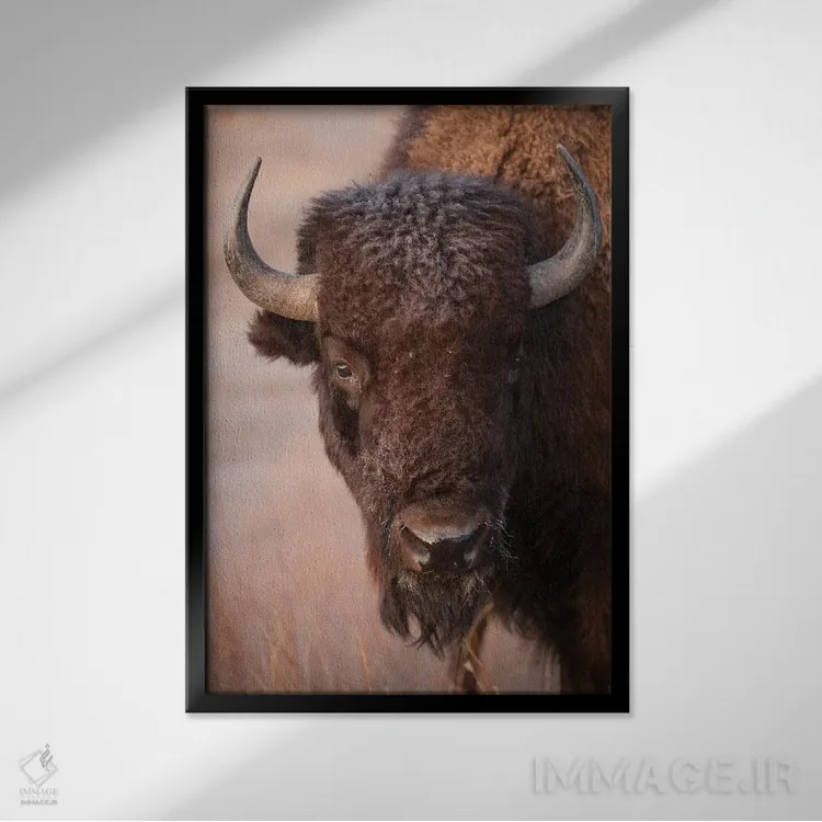 تابلو دکوراتیو Nebraska,گاومیش آمریکایی در مزرعه ای نزدیک ولنتاین، نبراسکا اثر جوئل سارتور - نمای قابدار مشکی