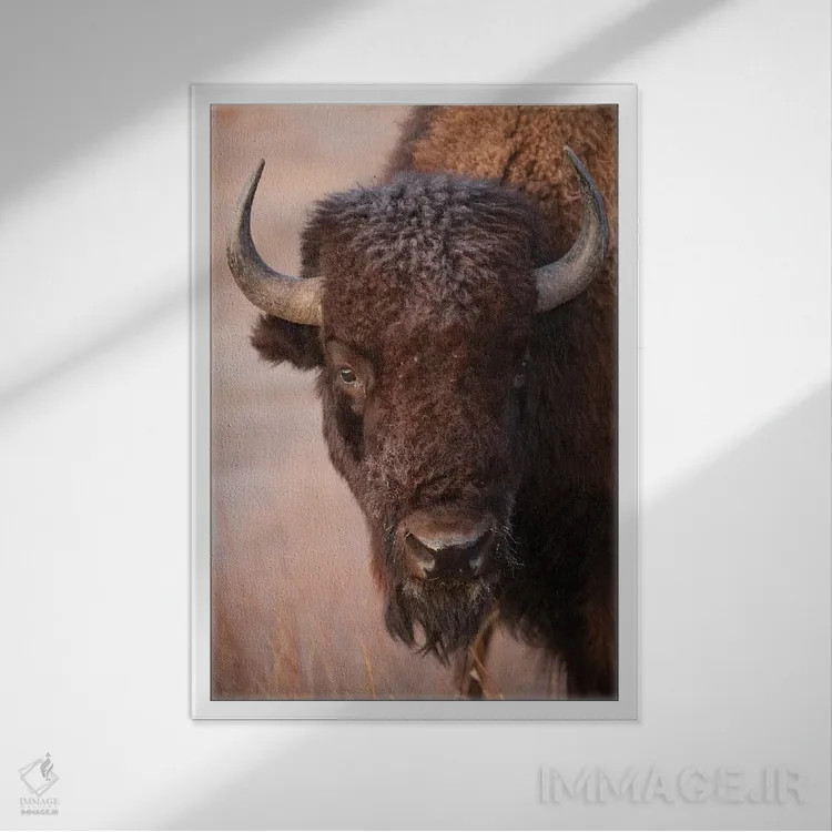 تابلو دکوراتیو Nebraska,گاومیش آمریکایی در مزرعه ای نزدیک ولنتاین، نبراسکا اثر جوئل سارتور - نمای قابدار سفید