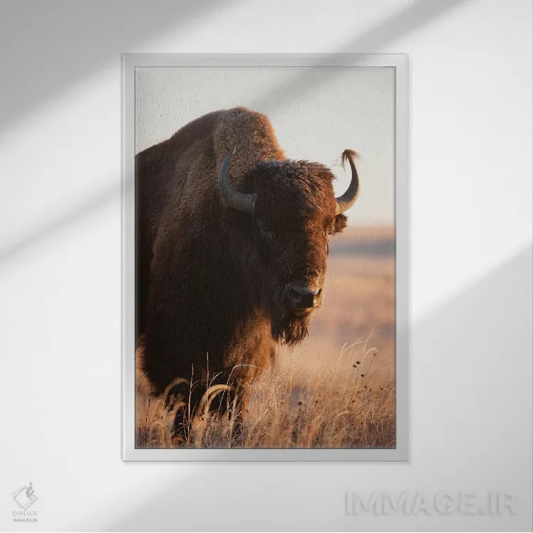 تابلو دکوراتیو Nebraska II,تصویر گاومیش آمریکایی در مزرعه ای نزدیک ولنتاین… اثر جوئل سارتور - نمای قابدار سفید