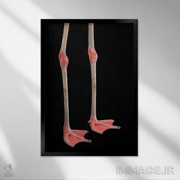 تابلو دکوراتیو پاهای فلامینگو شیلیایی در باغ وحش گلادیس پورتر اثر جوئل سارتور - نمای قابدار مشکی