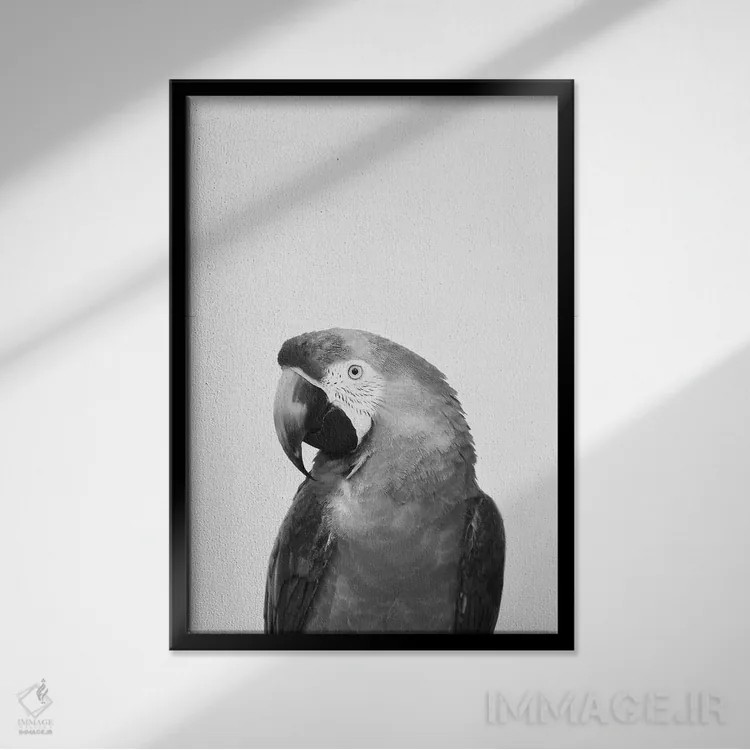 تابلو دکوراتیو طوطی اثر سیسی و سب - نمای قابدار مشکی