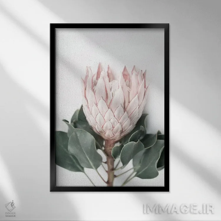تابلو دکوراتیو پروتئای صورتی اثر سیسی و سب - نمای قابدار مشکی