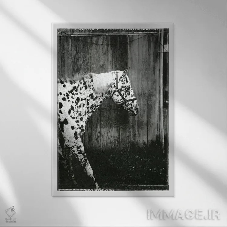 تابلو دکوراتیو ارابه دوگانه اسبی یک اثر سوزان فریدمن - نمای قابدار سفید