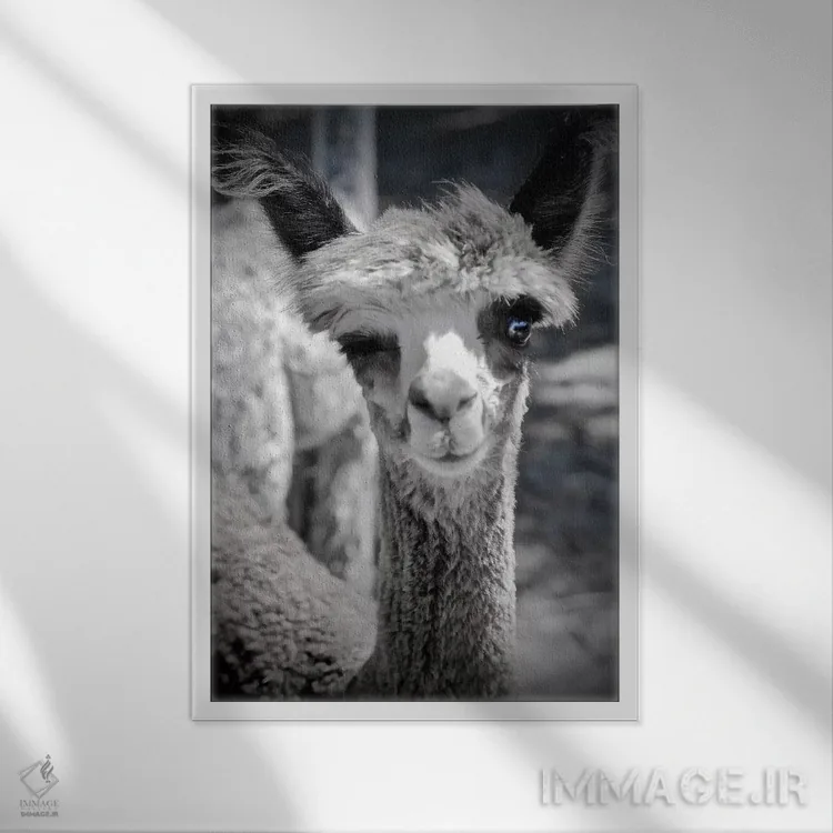 تابلو دکوراتیو آلپاکای چشمک زن به صورت سیاه و سفید اثر سوزان ویزواری - نمای قابدار سفید