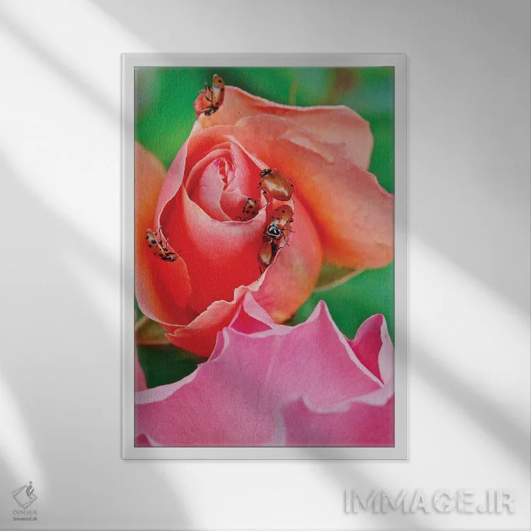 تابلو دکوراتیو کفشدوزک ها روی گل رز IV اثر سوزان ویزواری - نمای قابدار سفید