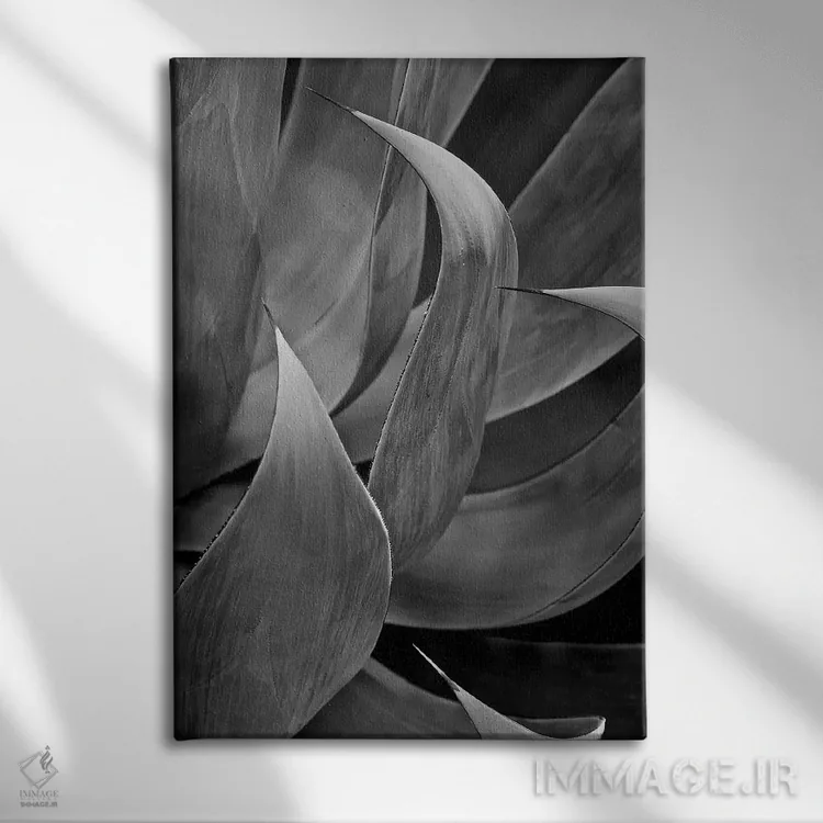 تابلو دکوراتیو ساکولنت سه برگی پاسادنا اثر سوزان ویزواری - نمای روبهرو روی دیوار