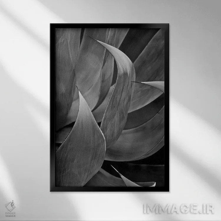 تابلو دکوراتیو ساکولنت سه برگی پاسادنا اثر سوزان ویزواری - نمای قابدار مشکی