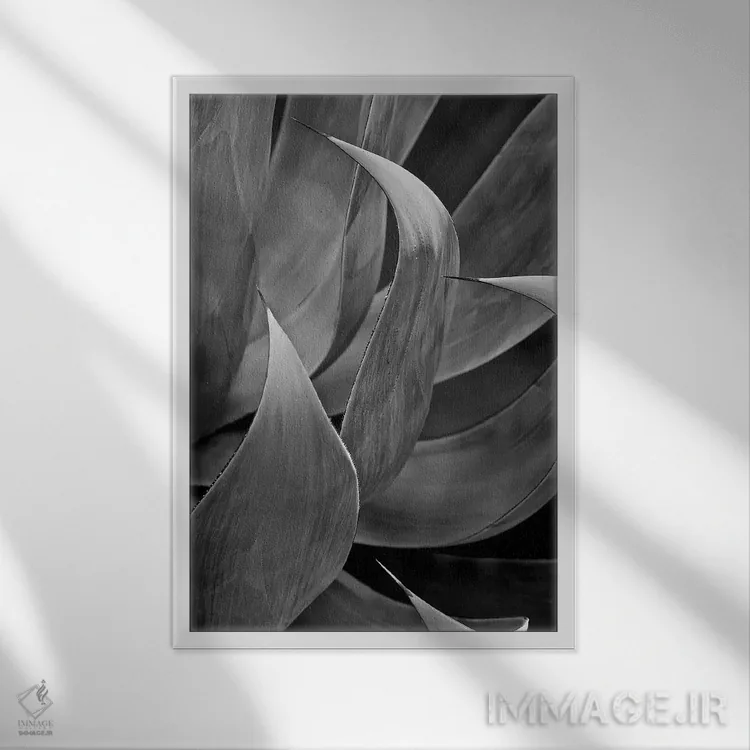 تابلو دکوراتیو ساکولنت سه برگی پاسادنا اثر سوزان ویزواری - نمای قابدار سفید